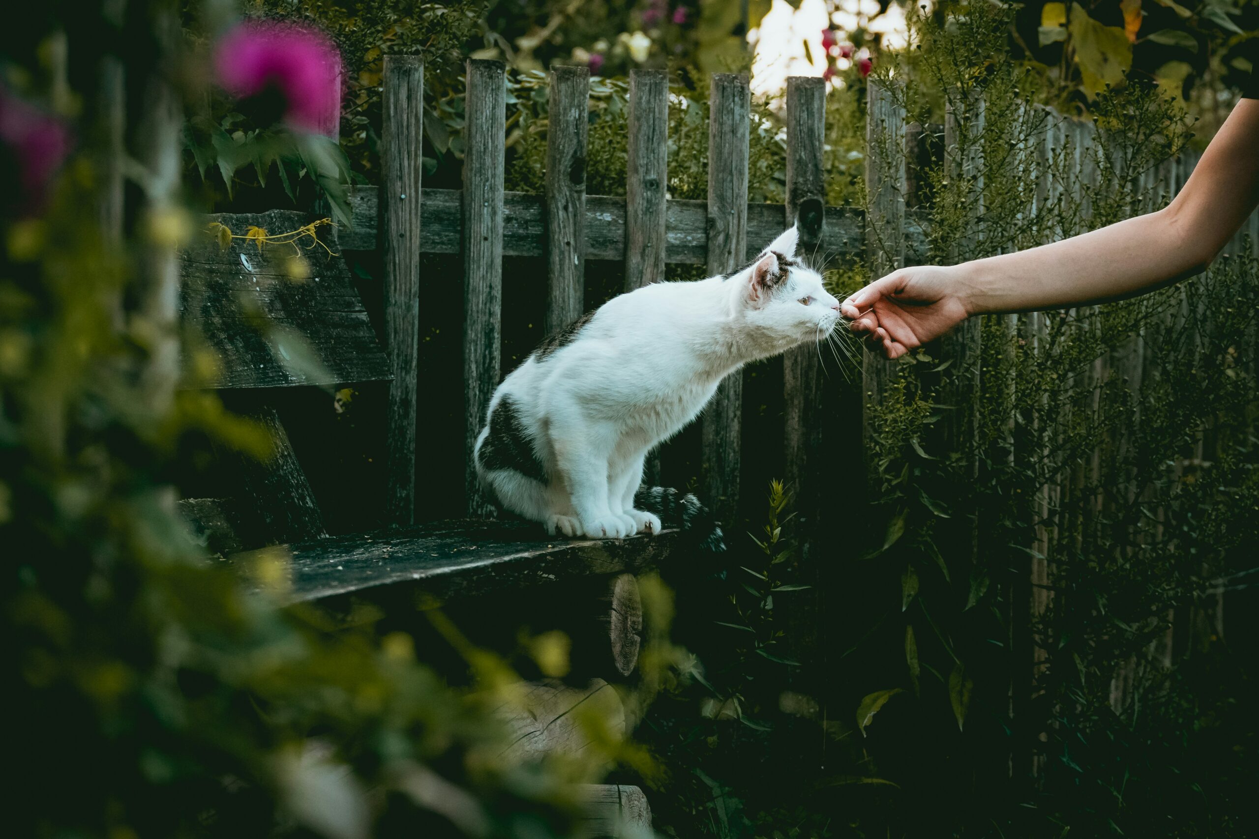 niklas-hamann-ept1F4utj38-unsplash