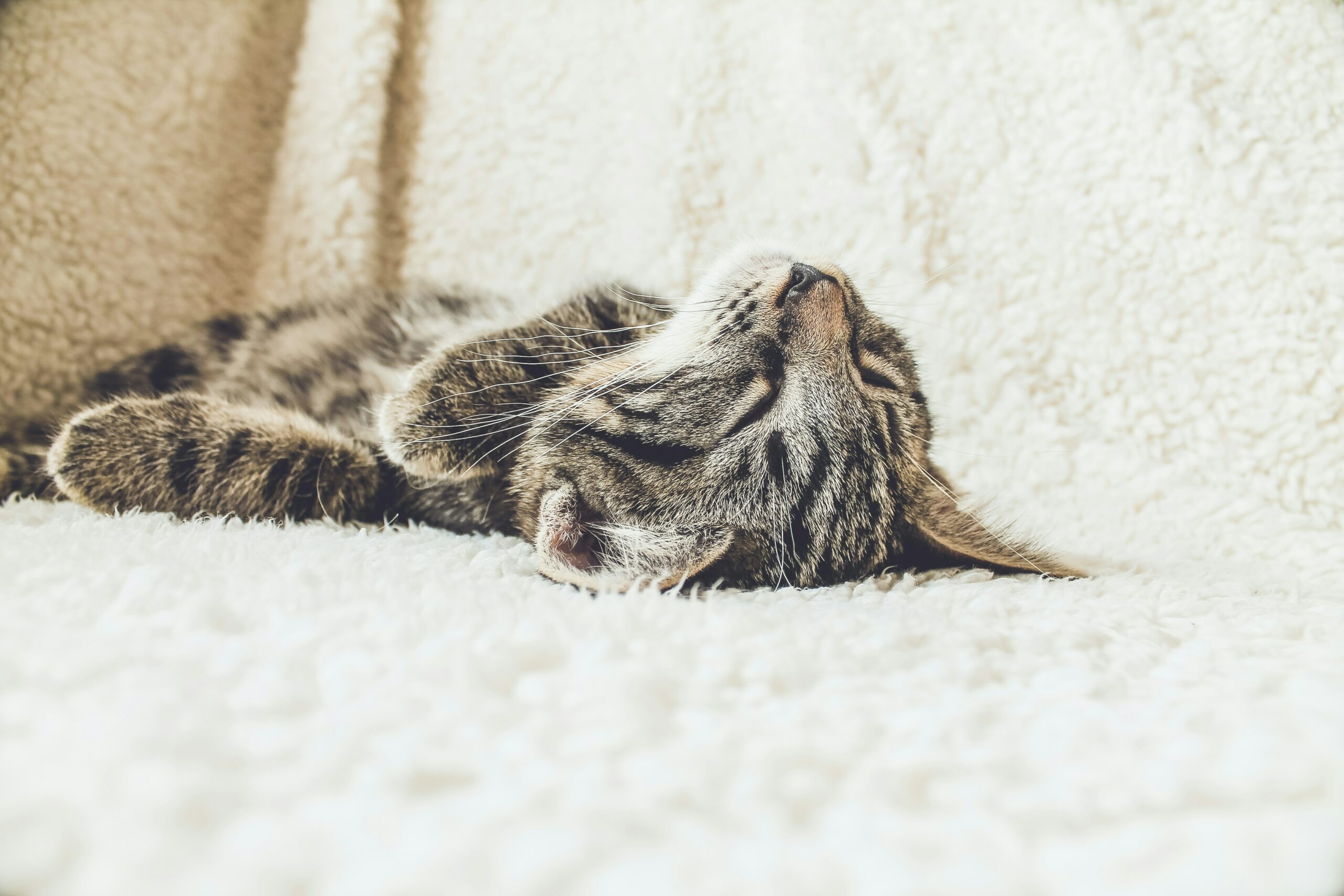 erik-jan-leusink-O7ePLfRRlBs-unsplash