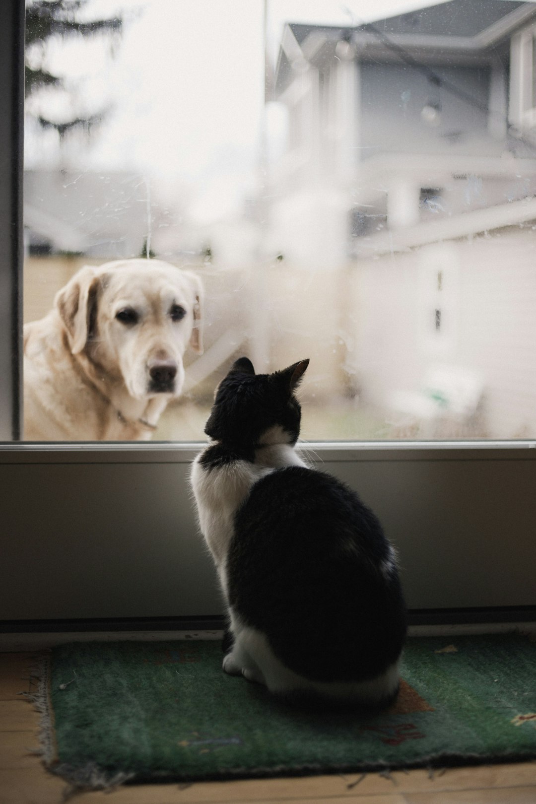 Photo by Alexis Chloe black and white cat watching adult yellow Labrador retriever on window